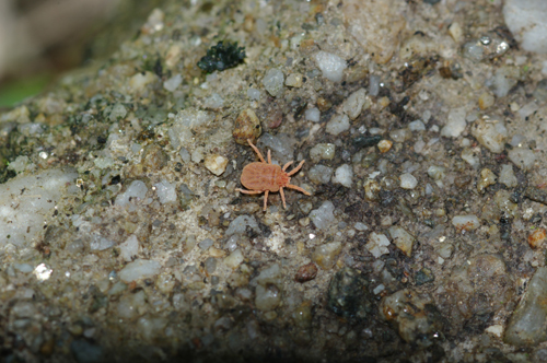 Calyptostomatidae: cfr Calyptostoma sp. - Arcavacata (CS)